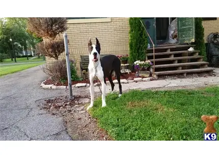Great Dane