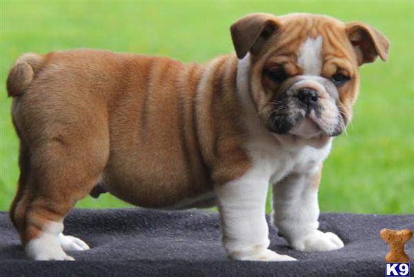 English Bulldog Puppy for Sale Benji / English Bulldog 6