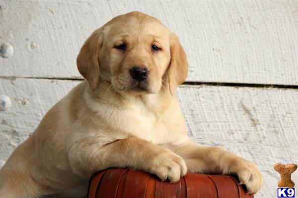labrador retriever puppy posted by mycutepuppies