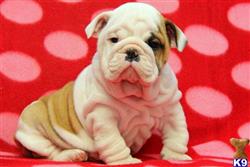 english bulldog puppy posted by mycutepuppies
