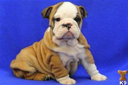 english bulldog puppy posted by mycutepuppies