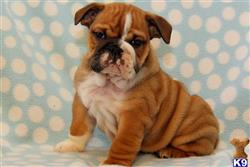 english bulldog puppy posted by mycutepuppies
