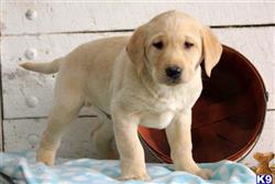 labrador retriever puppy posted by mycutepuppies