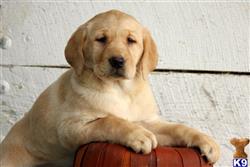 labrador retriever puppy posted by mycutepuppies