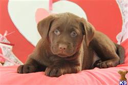 labrador retriever puppy posted by mycutepuppies