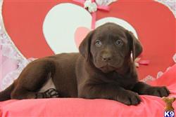 labrador retriever puppy posted by mycutepuppies