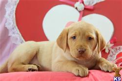 labrador retriever puppy posted by mycutepuppies