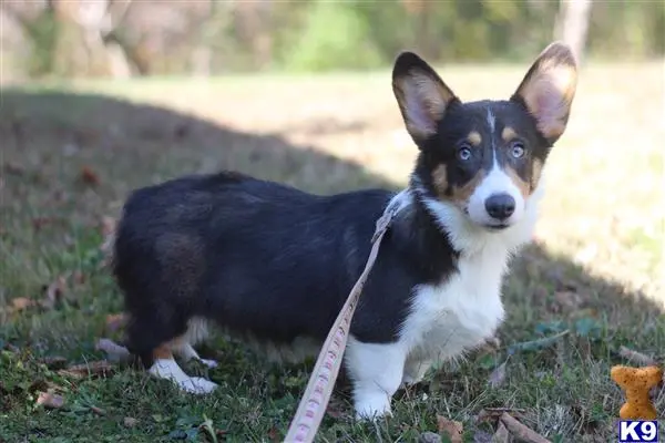 Pembroke Welsh Corgi stud dog