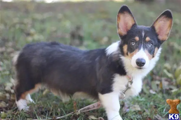 Pembroke Welsh Corgi stud dog