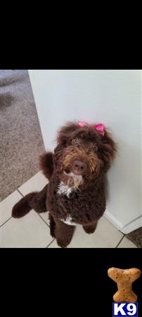 Goldendoodles female dog