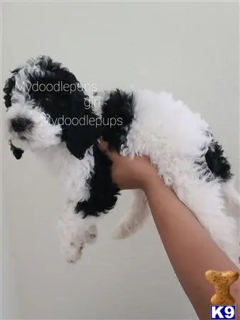 Goldendoodles puppy for sale