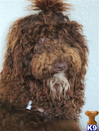 Goldendoodles female dog