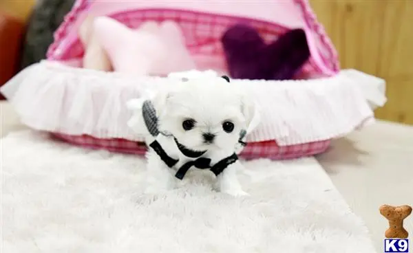 Maltese puppy for sale