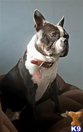 Boston Terrier stud dog