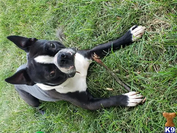 Boston Terrier stud dog