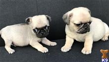 pug puppy posted by myllifejenny