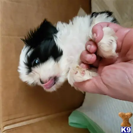 Shih Tzu