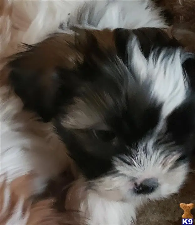 Shih Tzu puppy for sale