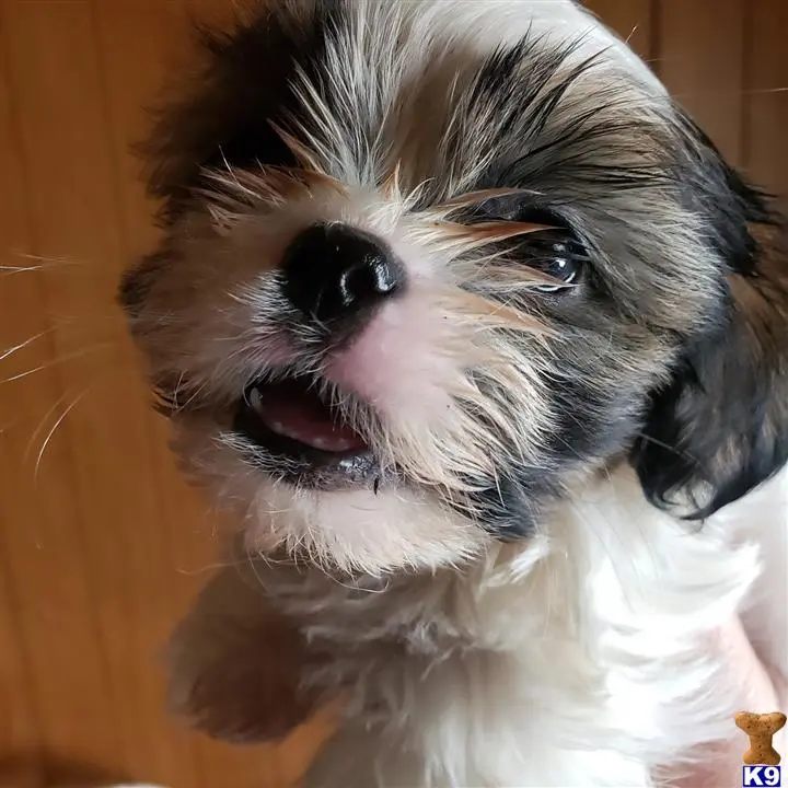 Shih Tzu puppy for sale