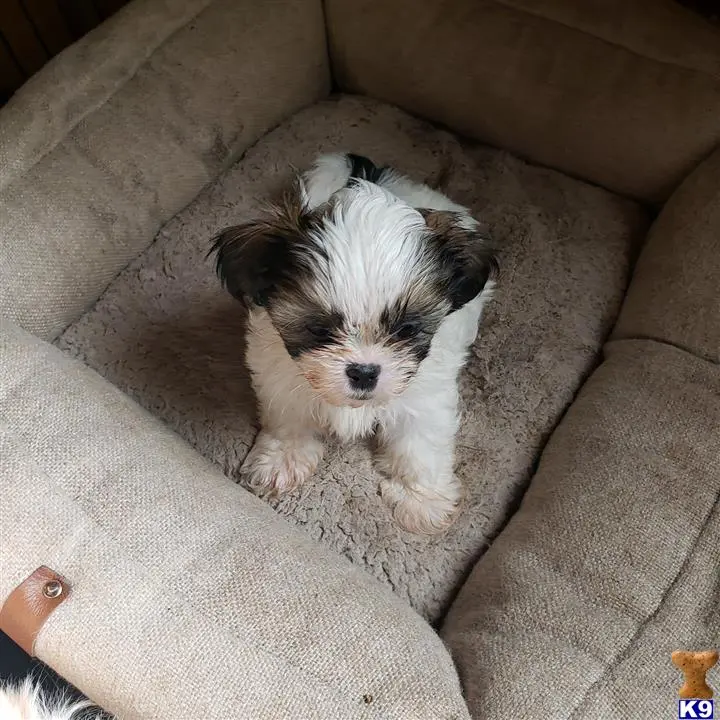 Shih Tzu puppy for sale