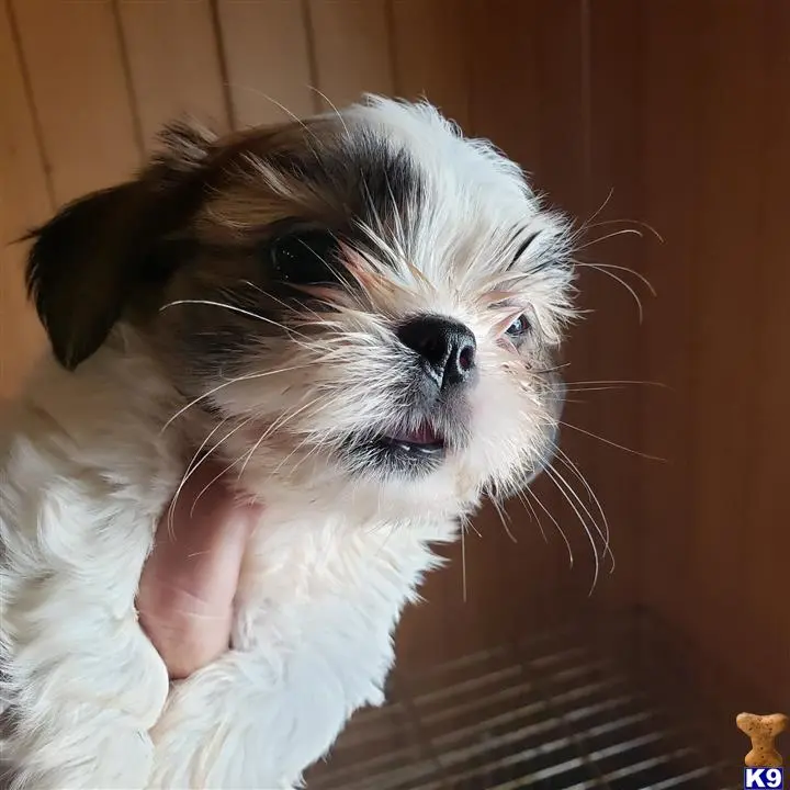 Shih Tzu puppy for sale