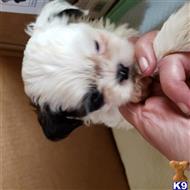 shih tzu puppy posted by mymaltes