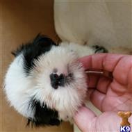 shih tzu puppy posted by mymaltes