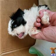 shih tzu puppy posted by mymaltes
