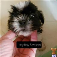 shih tzu puppy posted by mymaltes