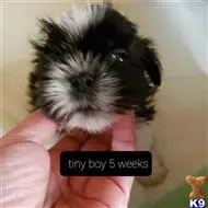 Shih Tzu
