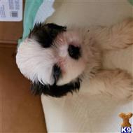 shih tzu puppy posted by mymaltes