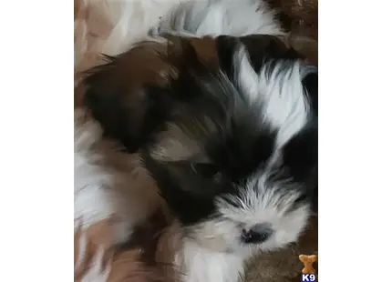 Shih Tzu