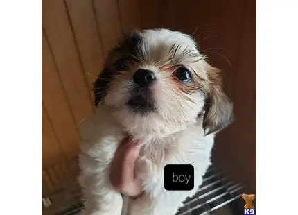 Shih Tzu