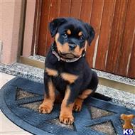 rottweiler puppy posted by mynewguy12