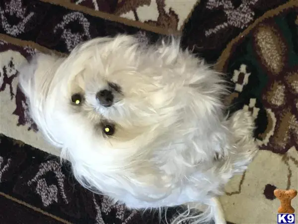 Maltese