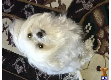 Maltese