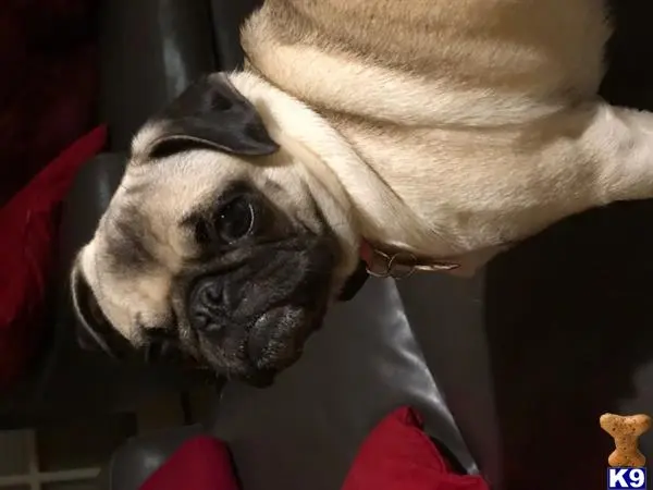 Pug female dog