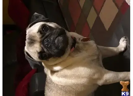 Pug