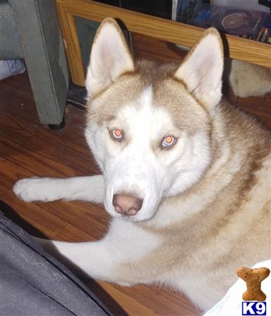 a siberian husky dog lying on the floor