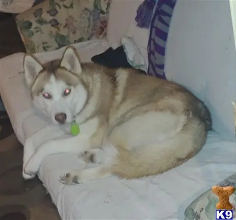 Siberian Husky stud dog