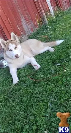 Siberian Husky stud dog