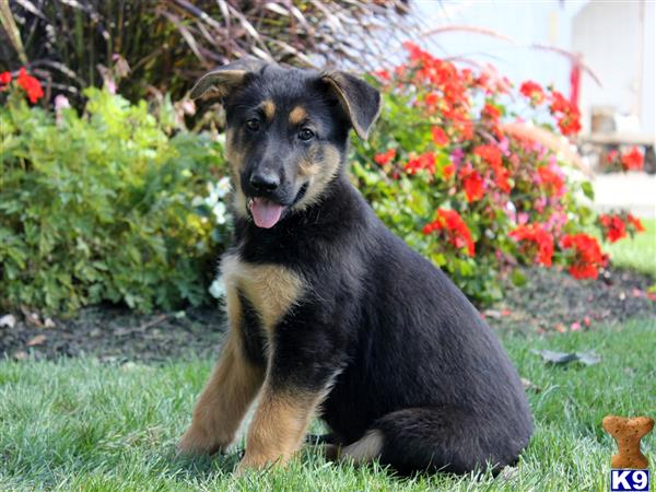 puppies for sale in altoona pa german shepherd puppies for sale in pennsylvania puppies for sale in altoona pa german shepherd puppies for sale in pennsylvania