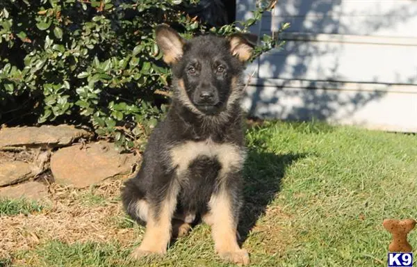 German Shepherd