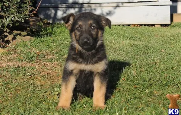 German Shepherd