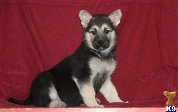 german shepherd puppy posted by mypups4ever