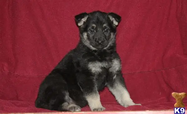 German Shepherd