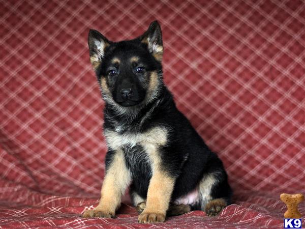 german shepherd puppy posted by mypups4ever
