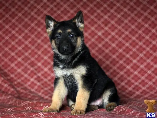 German Shepherd