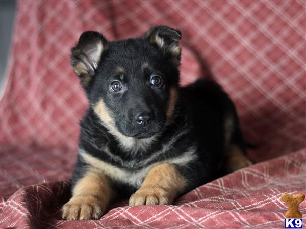 german shepherd puppy posted by mypups4ever
