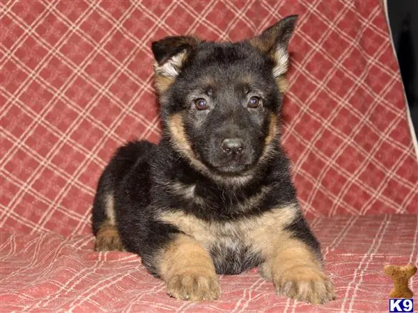 German Shepherd